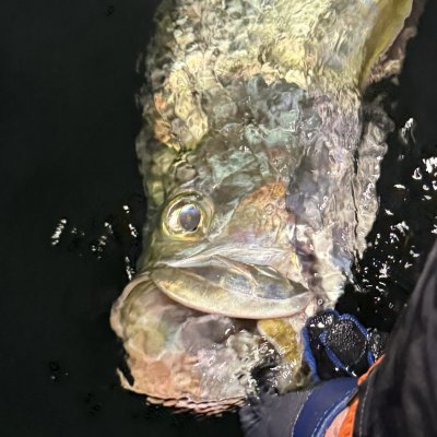 silvercrescentflyfishing