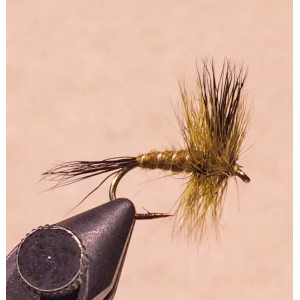 Western Green Drake